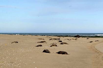 "Un cadáver tras otro" de crías de elefantes marinos, el recuerdo de una científica norteamericana sobre la península Valdés