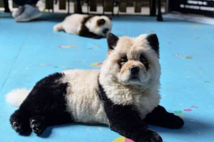 El polémico café de China que tiñe a los perros para que parezcan pandas