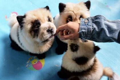 Un café para mascotas es duramente criticado por teñir a cachorros Chow Chow como pandas.