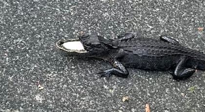 Un caimán con la mitad del hocico fue visto en uno de los parques de Florida
