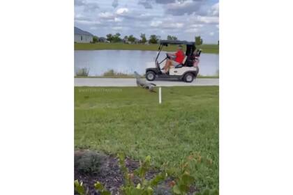Un caimán espantó a unos golfistas de Florida