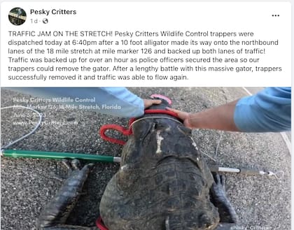 Un caimán frenó el tráfico al aparecer en medio de una autopista de Florida
