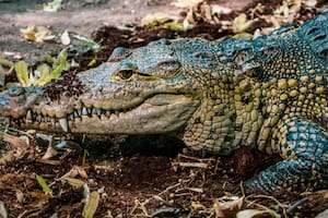 Un caimán devoró a un cocodrilo más chico y se volvió viral