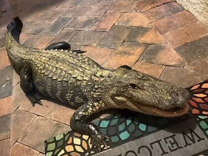 Un caimán llegó hasta la puerta de la casa de una familia de Gateway, Florida