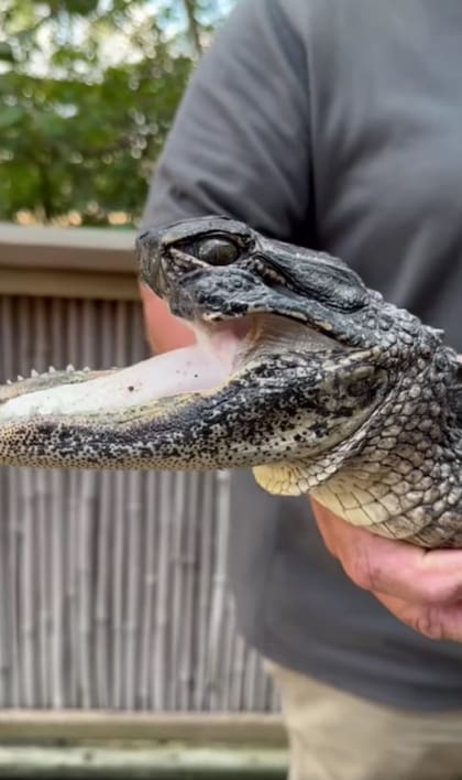 Un caimán que fue descubierto sin la mandíbula superior se encuentra bajo cuidados especiales