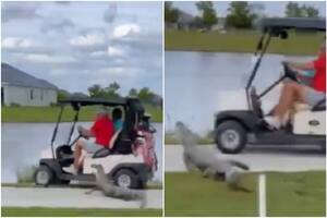El aterrador momento en que un caimán atacó un carrito de golf en un campo