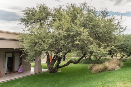 Un caldén añoso y grandes masas de gramíneas.