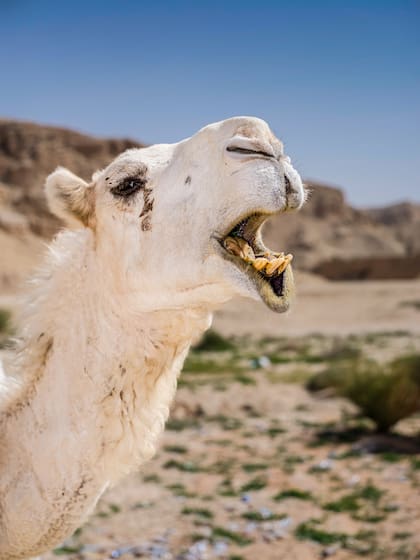 Un camello en el desierto.