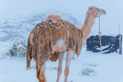Un camello en medio de una nevada, una imagen muy poco frecuente para la región de Asir, en Arabia Saudita