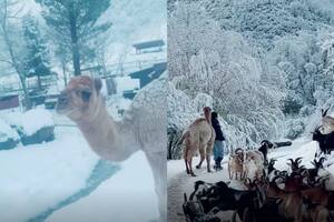 Un camello conoció la nieve por primera vez y su reacción enterneció a todos