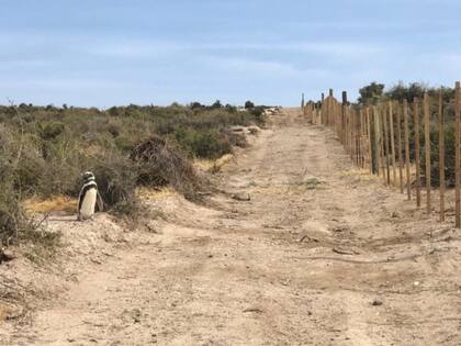 Un camino en la reserva de Punta Tombo