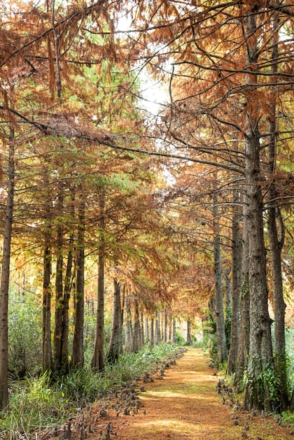 Un camino entre los árboles: Taxodium distichum y mucronatum. Un paseo ideal entre la naturaleza.