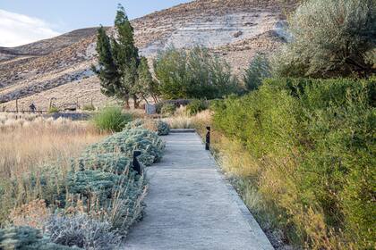 Un camino que atraviesa un jardín silvestre entre flores, gramíneas y artemisias.