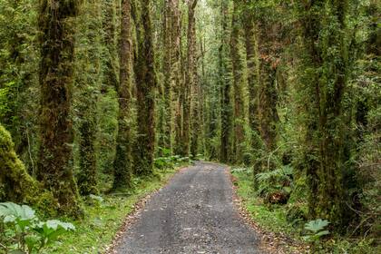 Un camino que se desprende y atraviesa una galería de árboles.