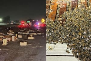 Transportaba abejas en una carretera de California, volcó el camión y causó terror