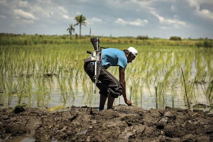 Un campesino en un campo arrocero, armado. La violencia es parte de la vida cotidiana en todo el país.