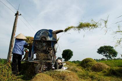 Un campesino procesando arroz, uno de los mayores cultivos de Vietnam y base de su alimentación