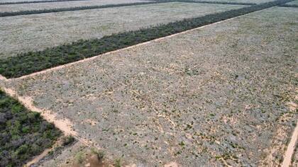 Un campo afectado por la sequía a 30 km de El Quebrachal, en Salta