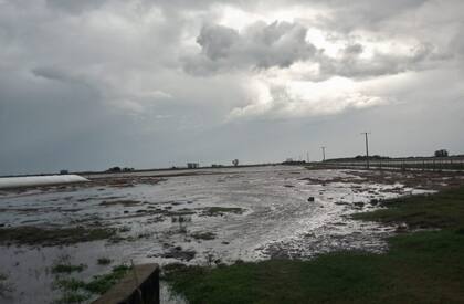Un campo anegado en la zona de Berdier, Salto
