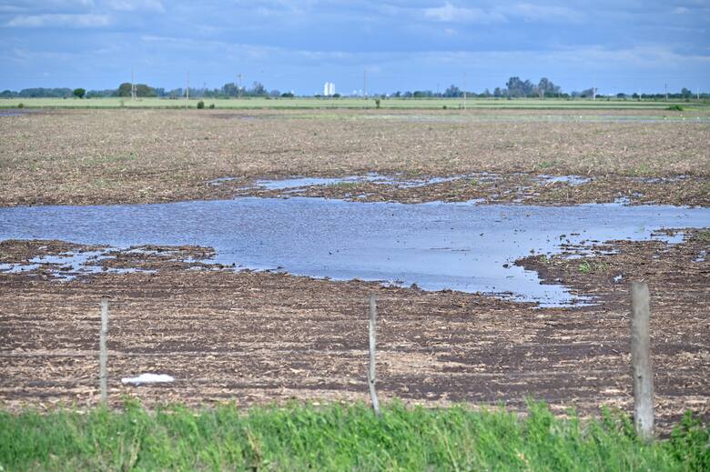Lluvias que reviven la esperanza del campo: de la desazón al alivio productivo