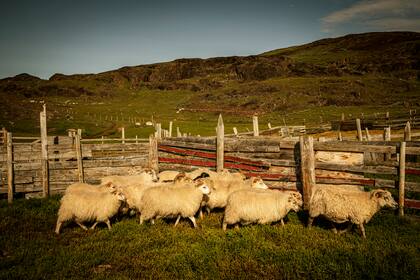 Un campo con ovejas cerca de Narsaq. (Carsten Snejbjerg/The New York Times)