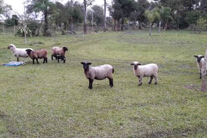 Un campo con ovinos en San Luis del Palmar