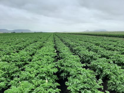 Un campo con papa en Balcarce