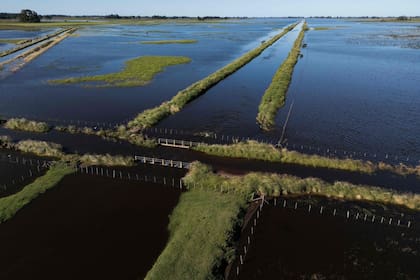 Un campo de 9 de Julio afectado por la inundación