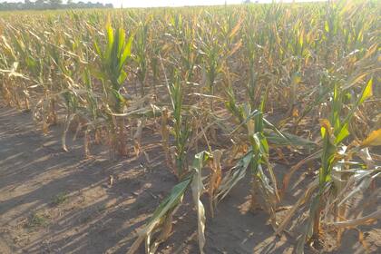 Un campo de La Pampa afectado por la sequía en el último mes