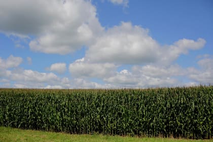 Estados Unidos espera una mayor producción de maíz