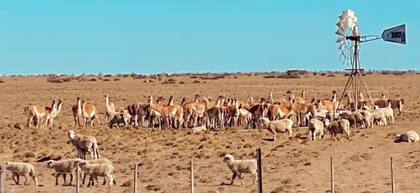 Un campo de Santa Cruz donde los guanacos rodean un bebedero para ovejas