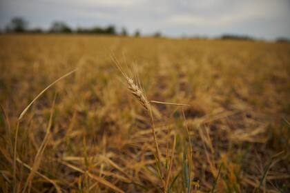 Un campo de trigo que fue afectado por la sequía en Junín, provincia de Buenos Aires 
