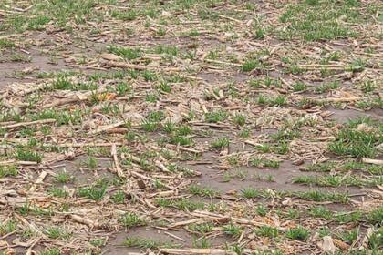 Un campo en Bigand hoy