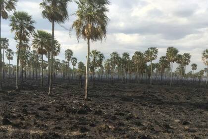 Un campo en Formosa que fue afectado por los incendios
