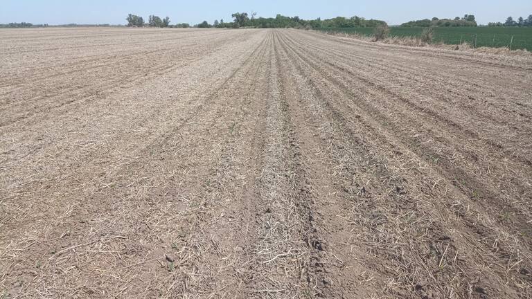 Un campo en Junín, donde las lluvias dejaron 10 mm