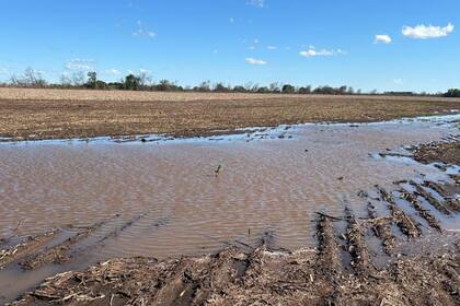 Un campo en Junín donde llovió unos 40 mm