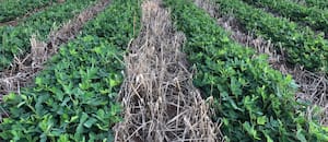 El capital silencioso que redefine la tierra agrícola