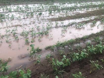 Un campo hoy en Inriville con soja. Foto P. Ioele