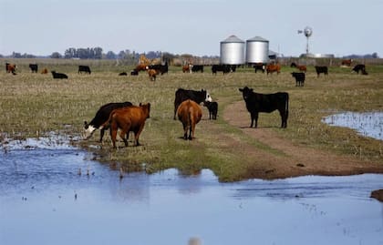 Un campo en Henderson donde los productores alertan por las tasas