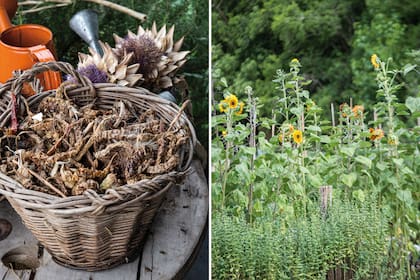 Un canasto con cayenas españolas secas; cantero de mix de girasoles, precedido por un cantero de menta.