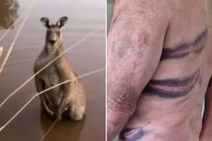 Intentó salvar a su perro y un canguro lo atacó brutalmente