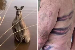 Intentó salvar a su perro y un canguro lo atacó brutalmente