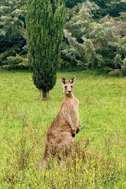Un canguro retratado
en su paso por el parque