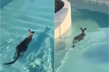 Un canguro irrumpió en un parque temático en Australia y su actitud llamó la atención de todos