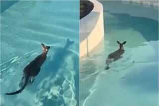 Un canguro irrumpió en un parque temático en Australia y su actitud llamó la atención de todos