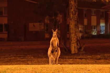 Un canguro trata de alejarse de los incendios forestales cercanos en una propiedad residencial cerca de la ciudad de Nowra en el estado australiano de New South Wale.