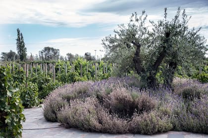 Un cantero circular con Lavandula dentata y un gran olivo dan la bienvenida.