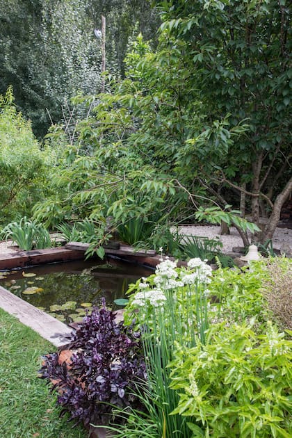 Un cantero con albahaca y albahaca morada puede funcionar como barrera contra los mosquitos