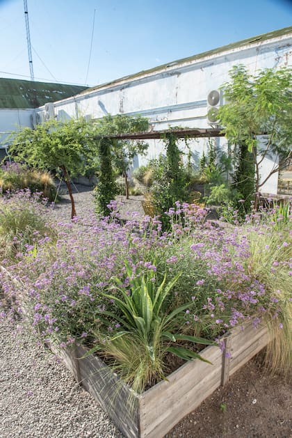 Un cantero con gramíneas nativas, verbenas y un arbusto estructural, repetidos en manchas, mantiene interés todo el otoño con mínimo mantenimiento