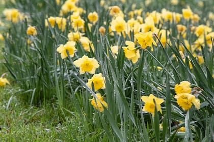 Un cantero de narcisos amarillos recién regados